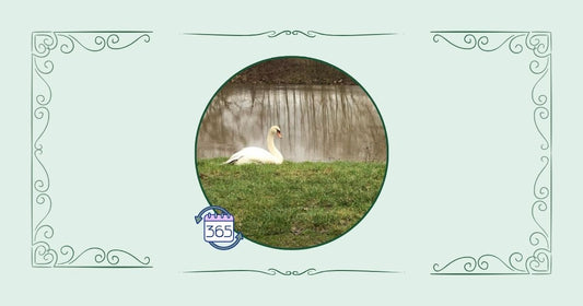 Hellgrünes Bannerbils mit einem runden Foto in der Mitte, das einen Schwan am Fluss abbildet.