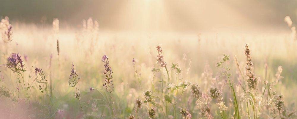 Startseitenbanner christinbollow.de Eine Wiese im Morgenlicht mit bunten Wiesenblüten in lila und weiß.