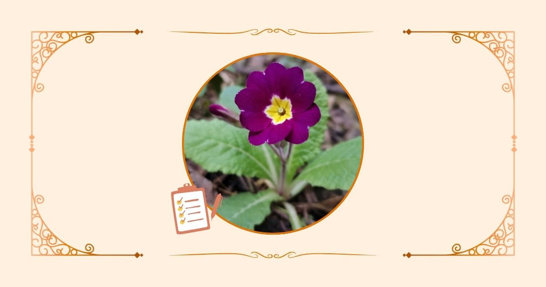 Bildbanner To-Want-Liste zweites Quartal 2025, zarter Aprikotfarbener Hintergrund mit einem Primelfoto in der Mitte