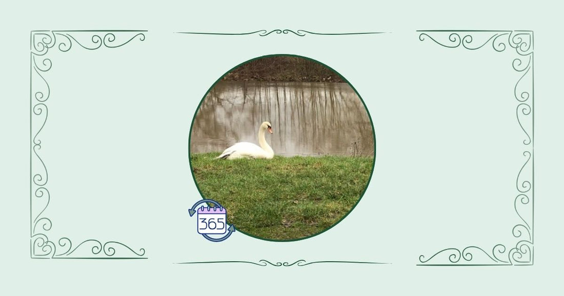 Hellgrünes Bannerbils mit einem runden Foto in der Mitte, das einen Schwan am Fluss abbildet.
