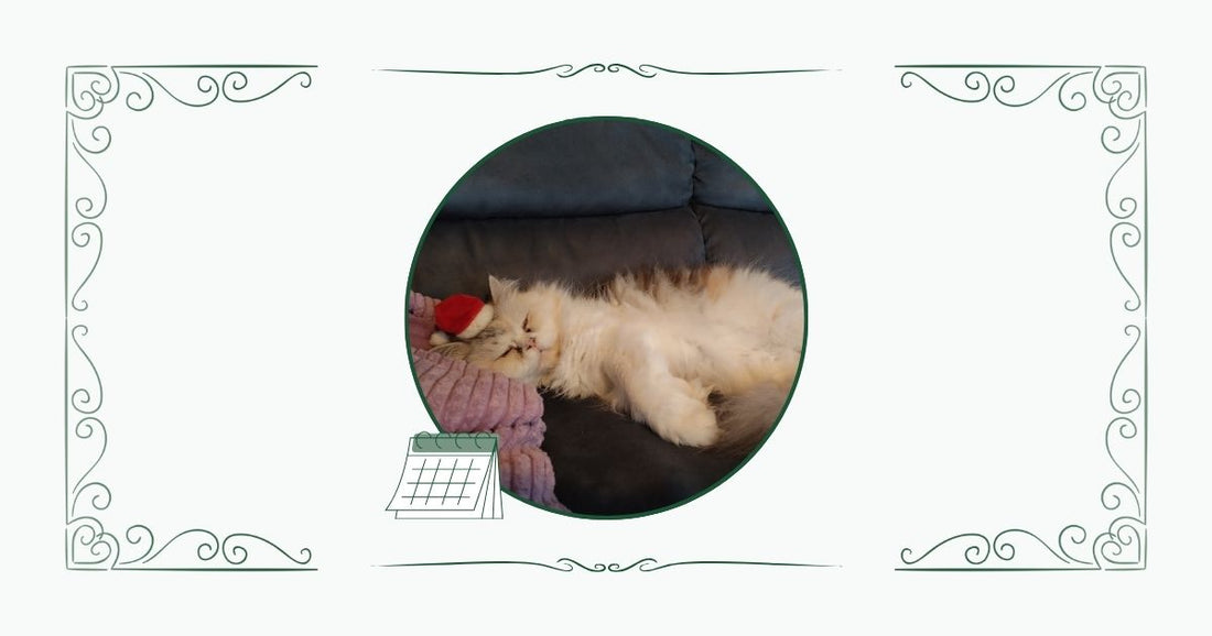 Zartgrünes Bannerbild mit einem runden Foto in der Mitte, das eine schlafende Katze abbildet