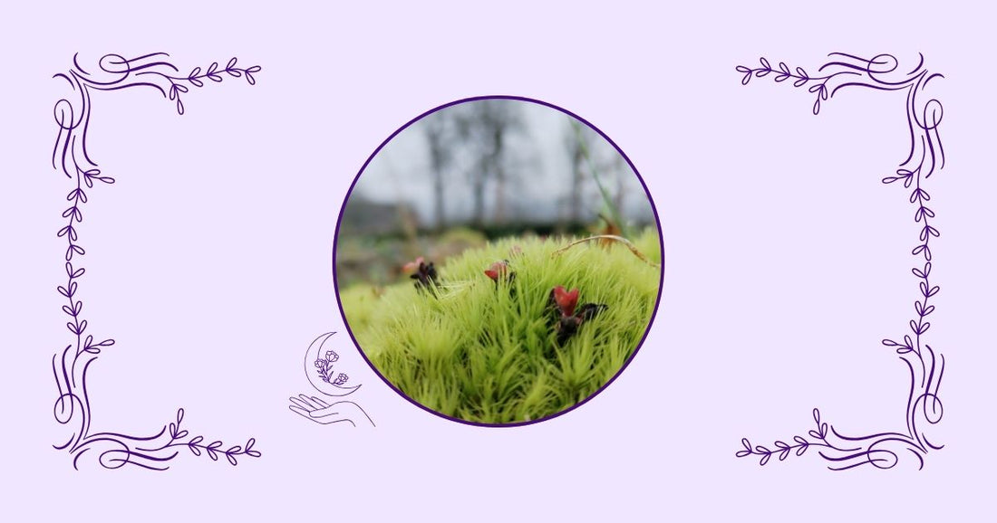 Bannerbild zum Artikel Persönliche Kraftorte – Naturfoto mit zartem Lila