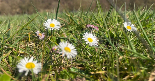 Blogbeitrags-Banner, Rückblick auf das dritte Quartal 2026, Gänseblümchen auf einer Wiese 