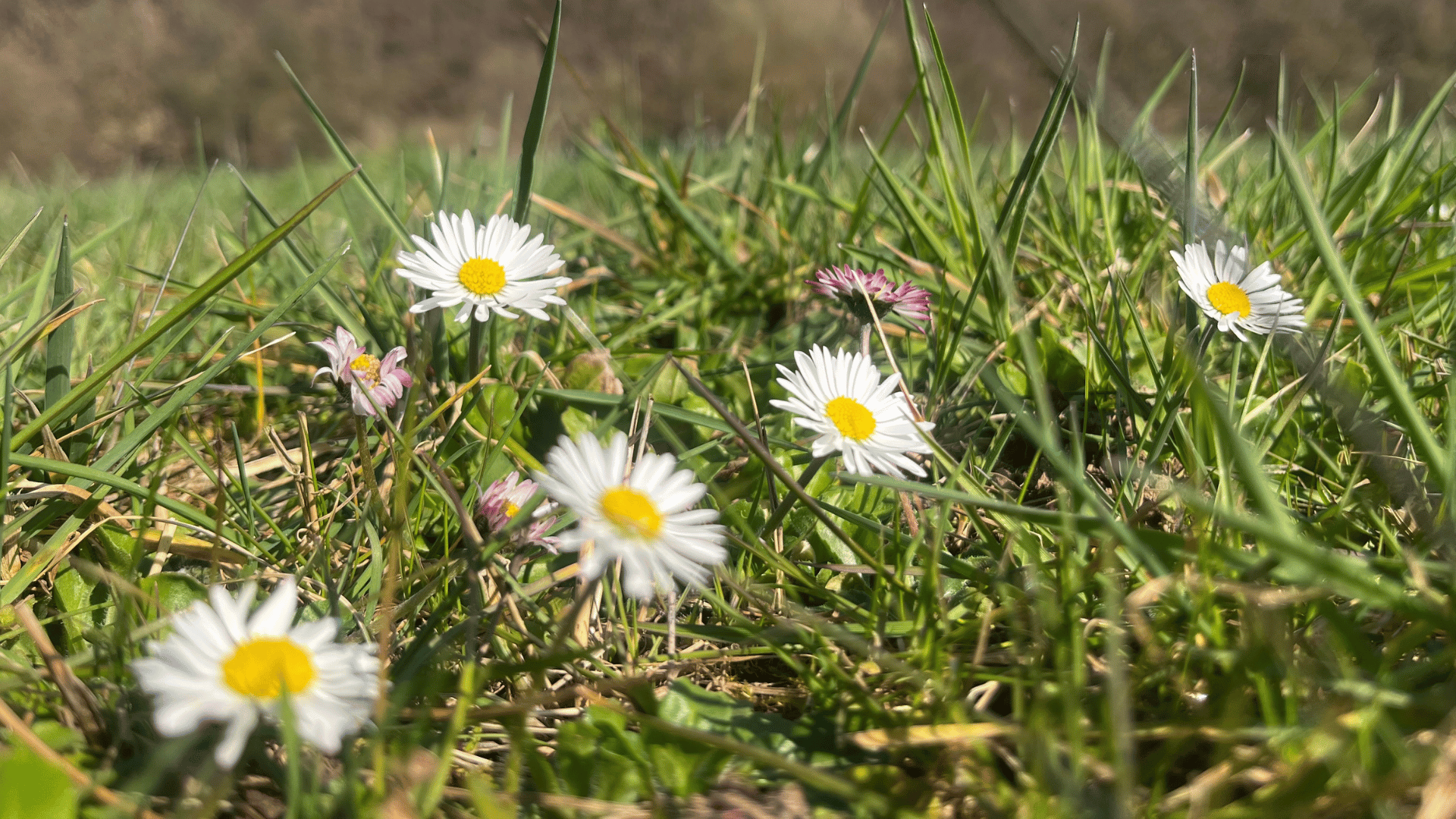 Hero-Banner, Wiese mit Gänseblümchen
