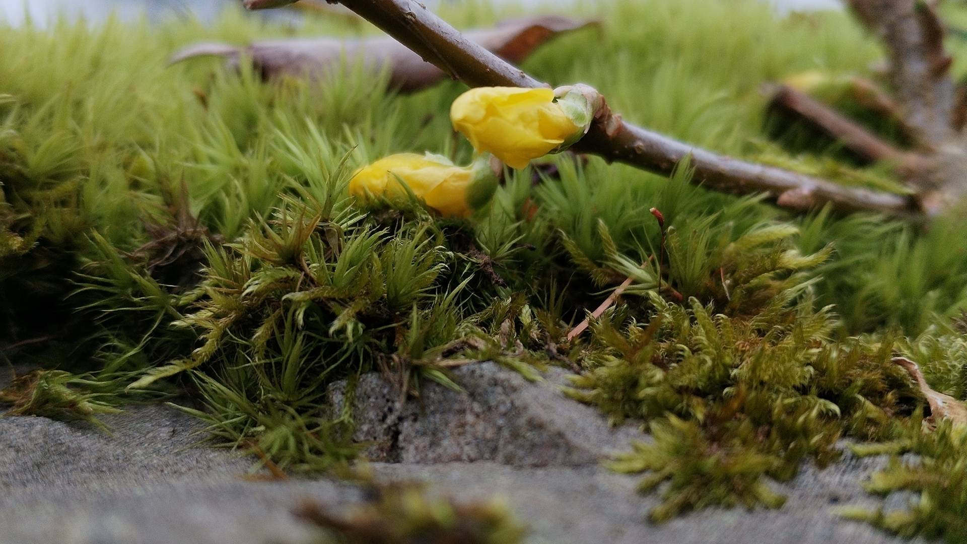 Hero-Banner, Frühlingszweig mit gelber Knospe auf bemooster Steinmauer.